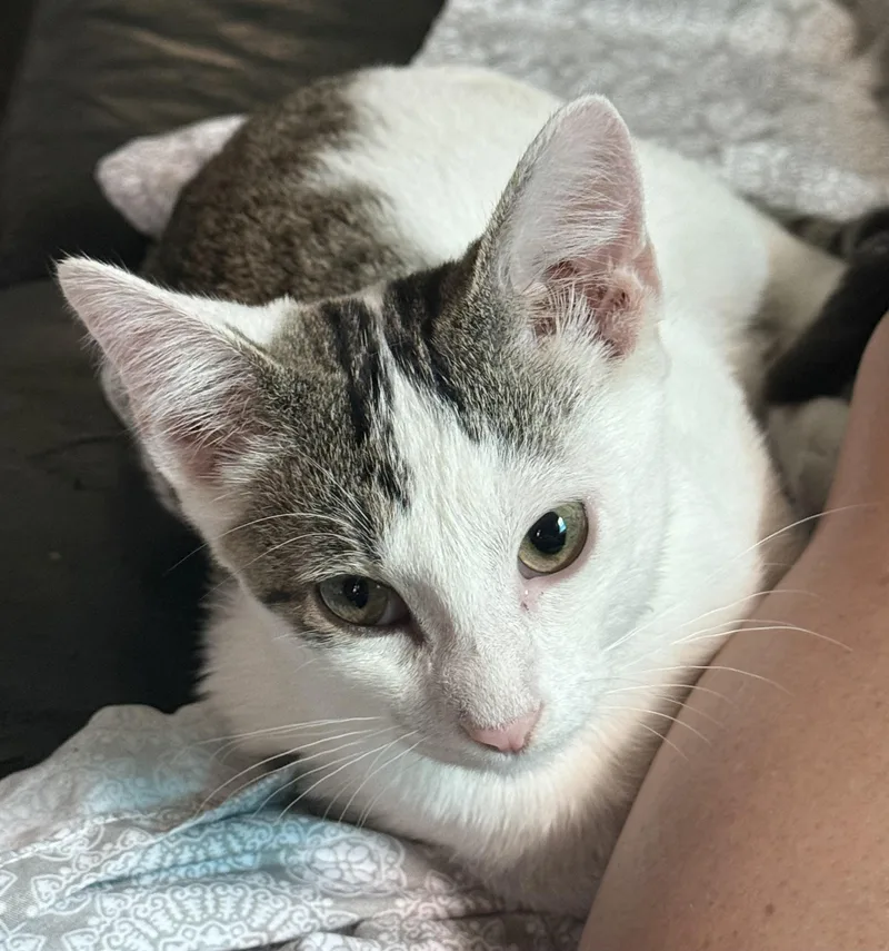 A baby small-sized male White Domestic Short Hair cat named Mochie for adoption in Highland, IN