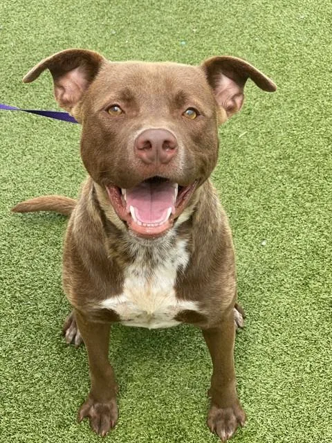 A young medium-sized male Labrador Retriever dog named Cruz for adoption in Fayetteville, NC