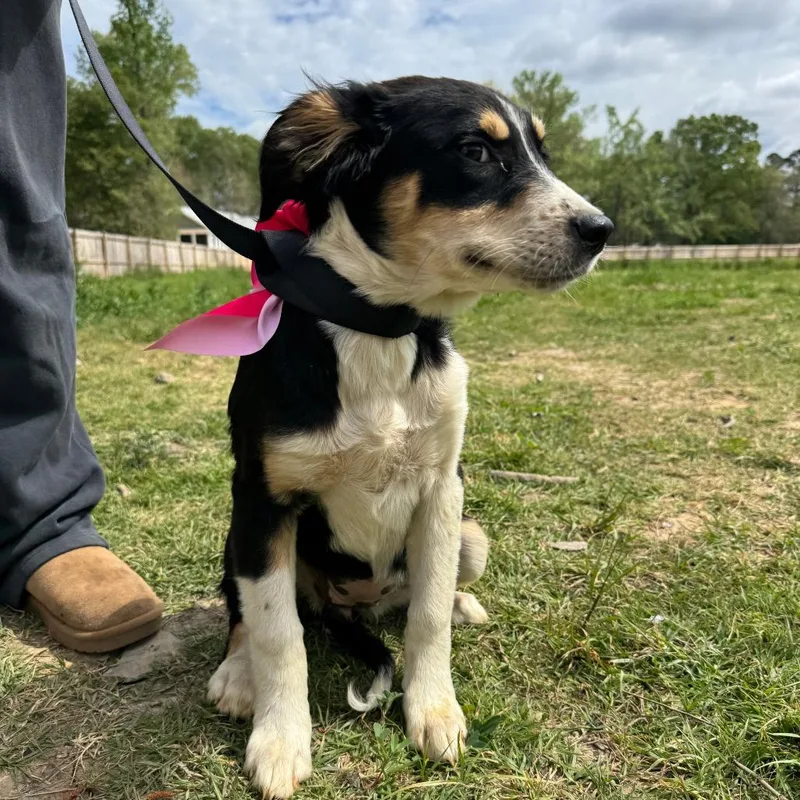 Clip Clop thumbnail 2