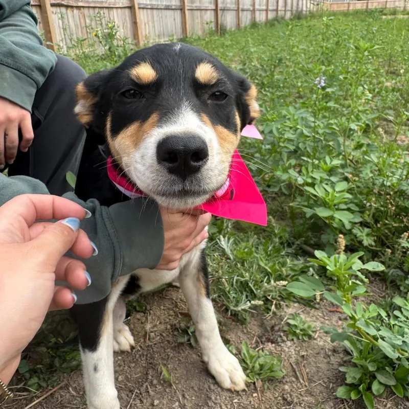 Clip Clop thumbnail 3