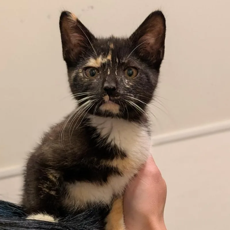 A baby small-sized female Calico Domestic Short Hair cat named Blossom for adoption in Washington Township, OH