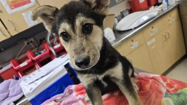 A baby small-sized female German Shepherd Dog dog named Bubbles for adoption in Riverside, CA