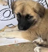 A young small-sized female Tricolor (Brown, Black, & White) Anatolian Shepherd dog named Amber Gemstone for adoption in Waunakee, WI