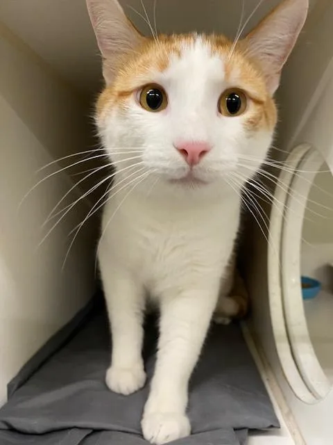 An adult small-sized male Domestic Short Hair cat named Calvin for adoption in Indianapolis, IN