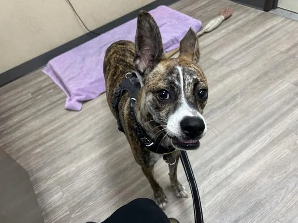 A young medium-sized female Pit Bull Terrier dog named Goose for adoption in Oceanside, CA