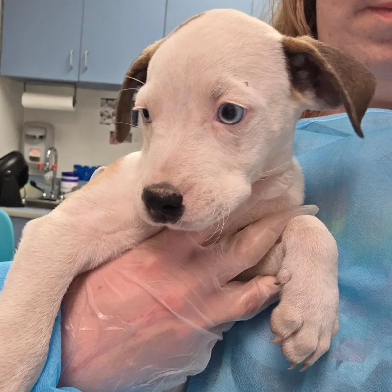 A baby small-sized female Yellow / Tan / Blond / Fawn Mixed Breed dog named Cinnamon Raisin Bagel for adoption in Charleston, WV