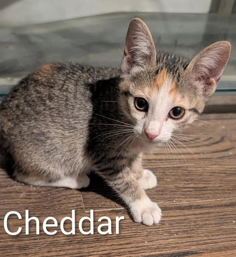 Cheddar