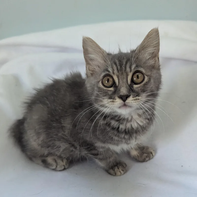 A baby medium-sized female Tabby (Gray / Blue / Silver) Domestic Short Hair cat named Skimmer for adoption in Haddon Heights, NJ
