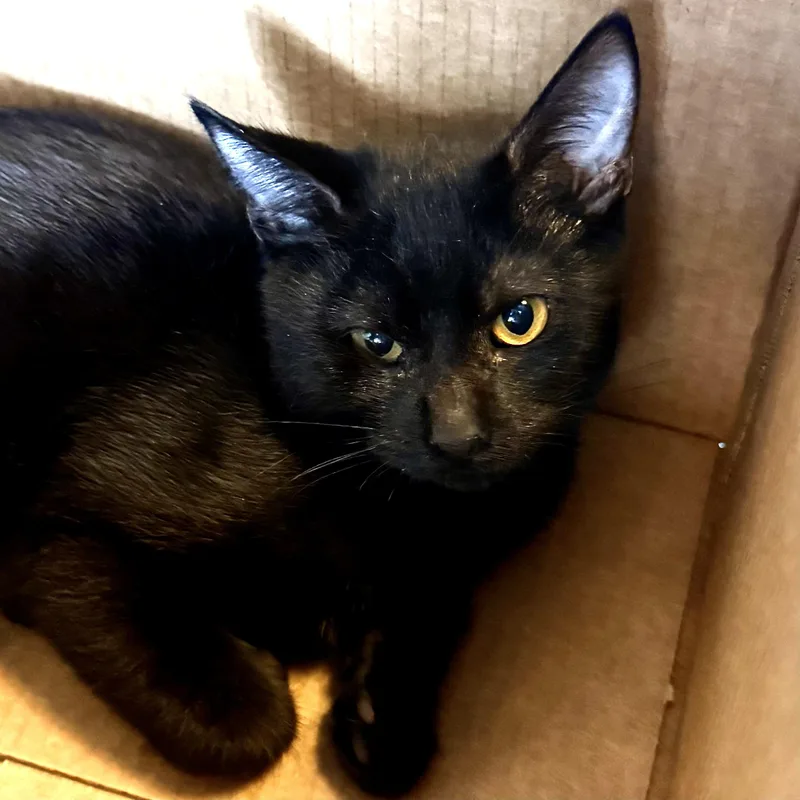 A baby medium-sized male Black Bombay cat named Leonardo for adoption in Liverpool, TX