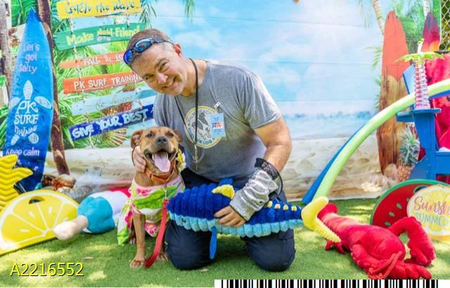 An adult medium-sized female Mixed Breed dog named Lucy for adoption in West Palm Beach, FL