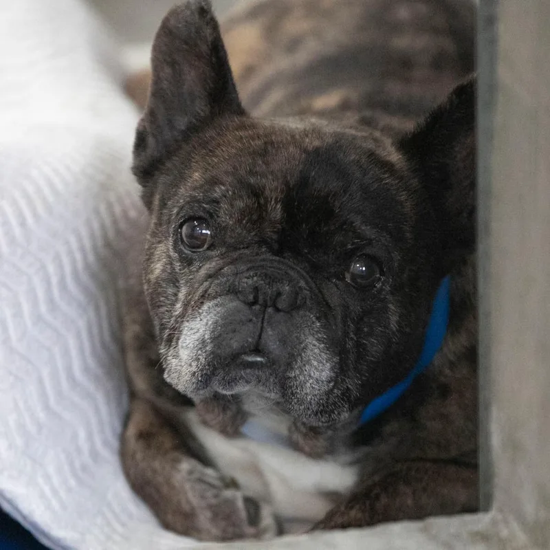 A senior medium-sized male Brindle French Bulldog dog named Salieri for adoption in Peyton, CO