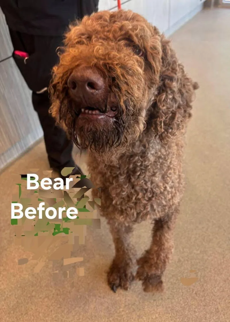 Bear thumbnail 3