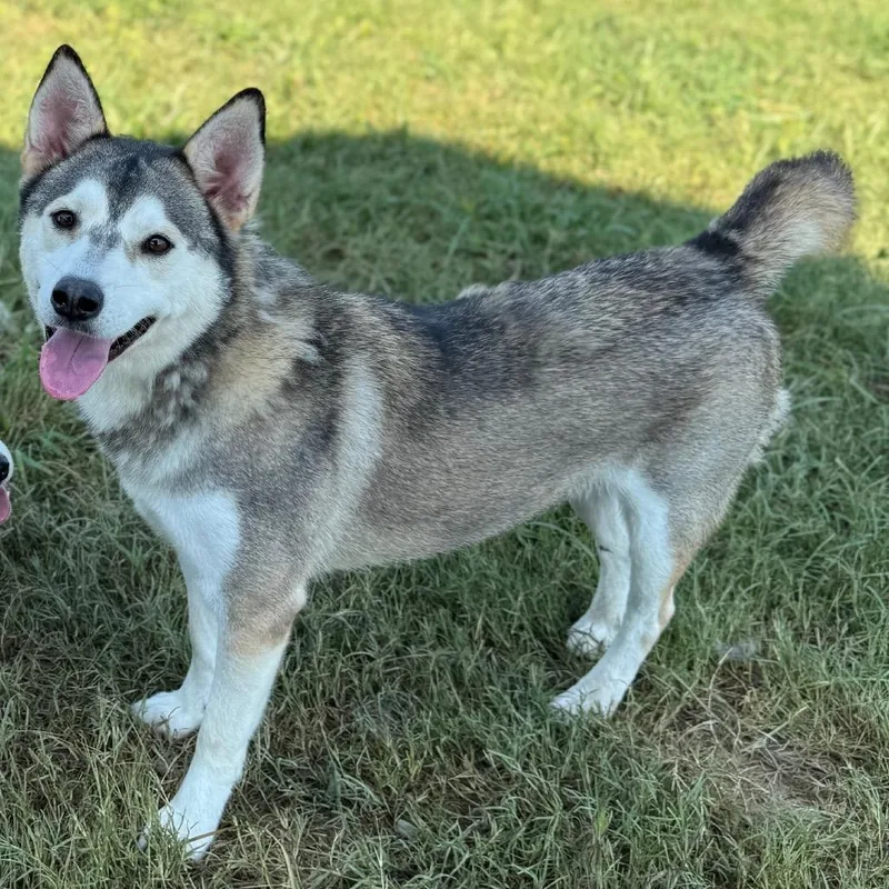 An adult medium-sized male Gray / Blue / Silver Husky dog named Ash for adoption in Eufaula, OK