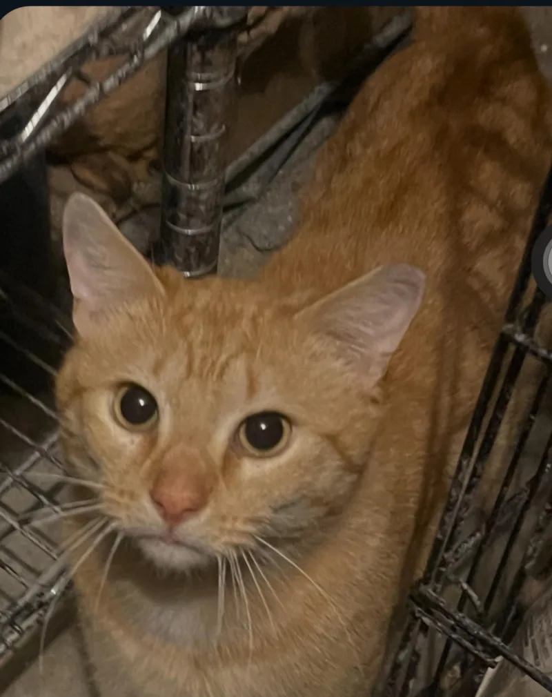 An adult medium-sized male Domestic Short Hair cat named Jack for adoption in Philadelphia, PA