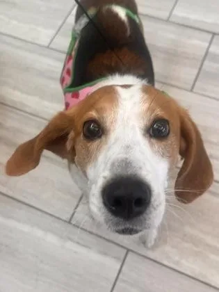 An adult large-sized male Mixed Breed dog named Darryl for adoption in Fairfax, VA