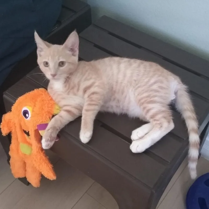 A baby small-sized male Buff / Tan / Fawn Domestic Short Hair cat named Tater Tot for adoption in Las Vegas, NV