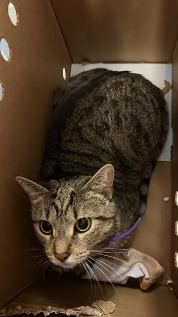 An adult small-sized female Domestic Short Hair cat named Penelope for adoption in Jacksonville, FL