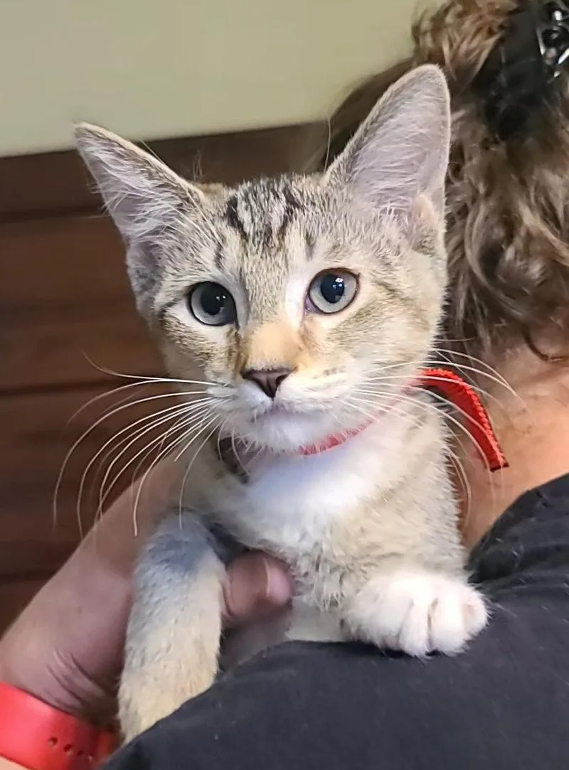 A young small-sized female Gray & White Domestic Short Hair cat named Candy for adoption in Locust Grove, GA