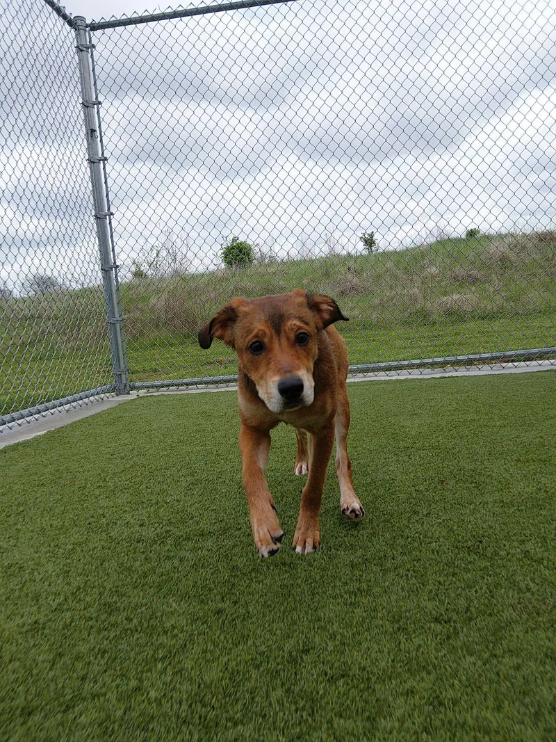 A baby medium-sized female Red / Chestnut / Orange Mixed Breed dog named Ladybug for adoption in Liberty, MO