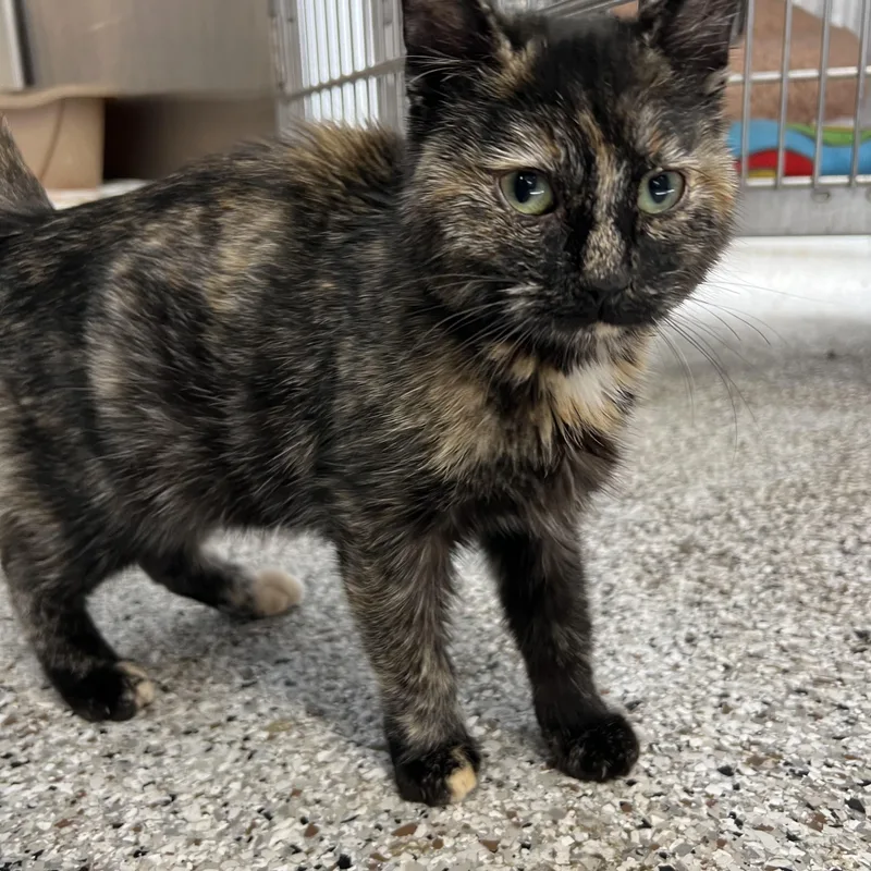An adult medium-sized female Tortoiseshell Domestic Short Hair cat named Hestia for adoption in Mount Pleasant, MI