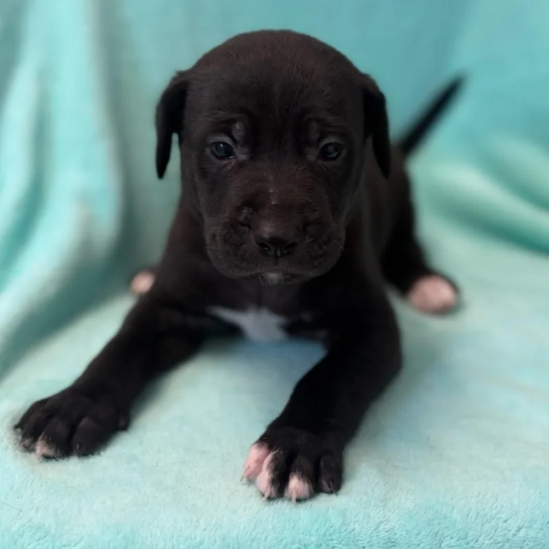 A baby medium-sized male Black Labrador Retriever dog named Wiggins for adoption in St. Peters, MO