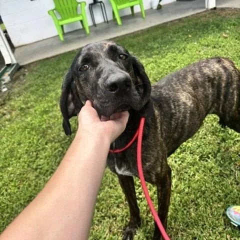 A young medium-sized female Brindle Plott Hound dog named Cherry Danish for adoption in Dinwiddie, VA