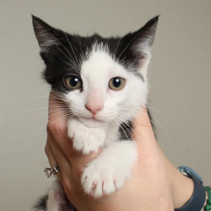 A baby small-sized male Black Domestic Short Hair cat named Chicky C for adoption in Minnetonka, MN