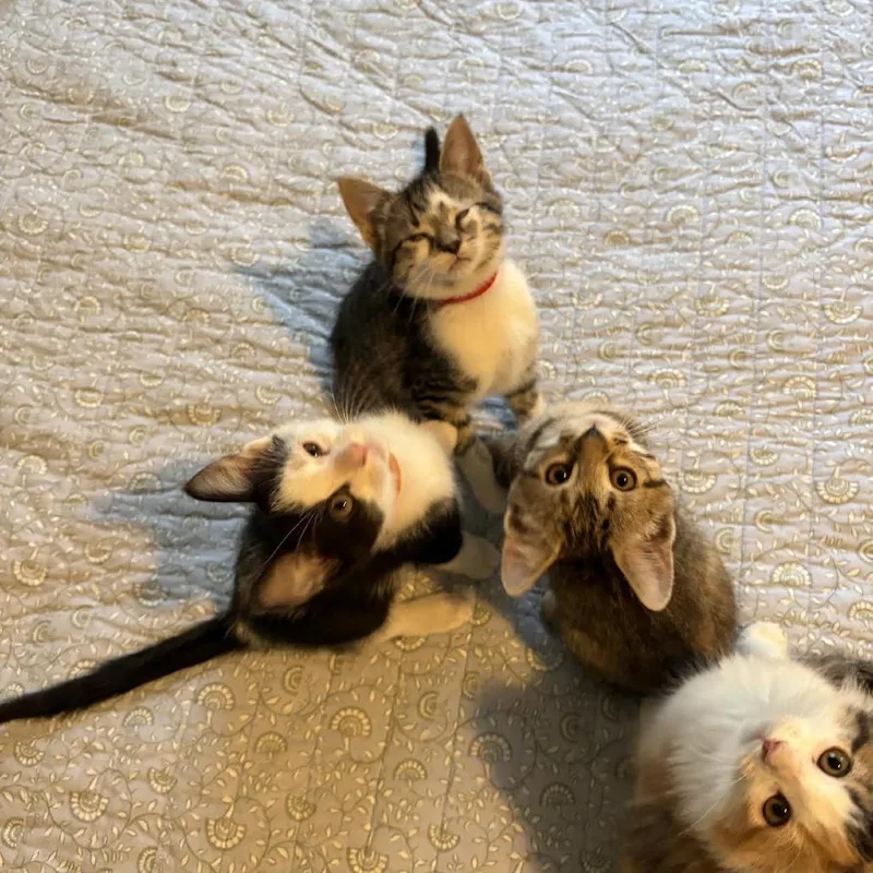 Chicky C thumbnail 2