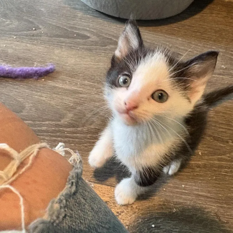 Chicky C thumbnail 3