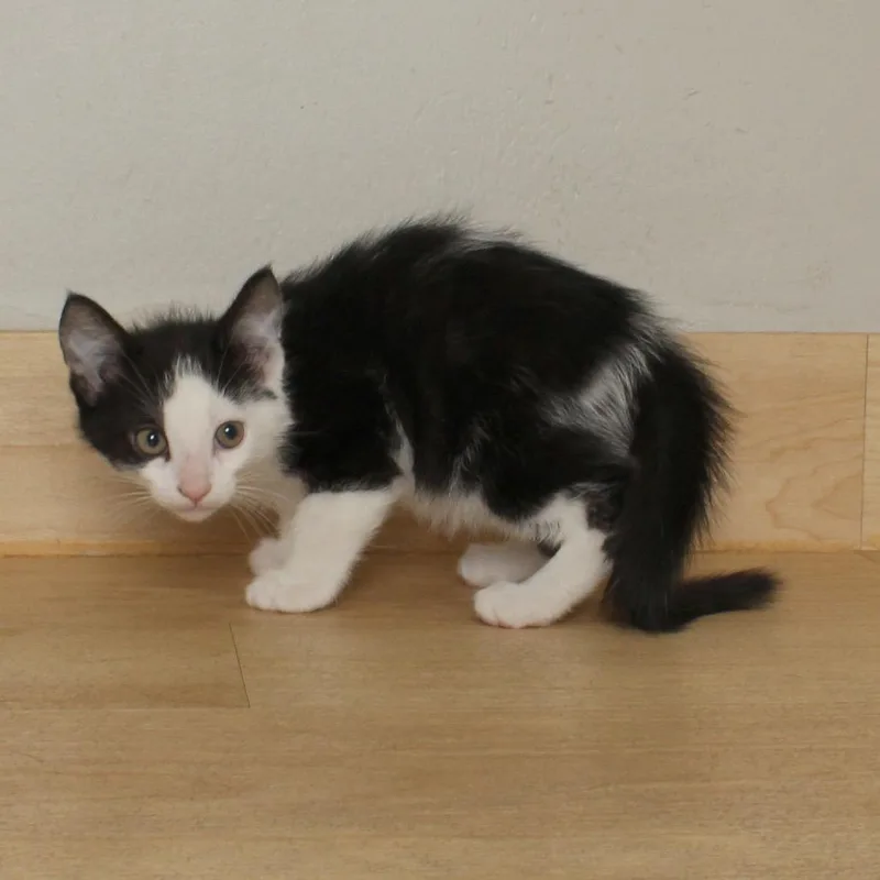 Chicky C thumbnail 4