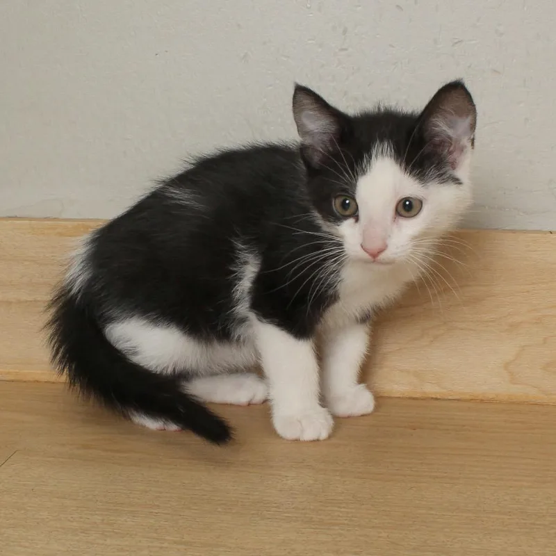 Chicky C thumbnail 5