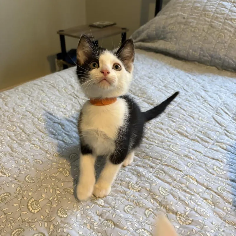 Chicky C thumbnail 6