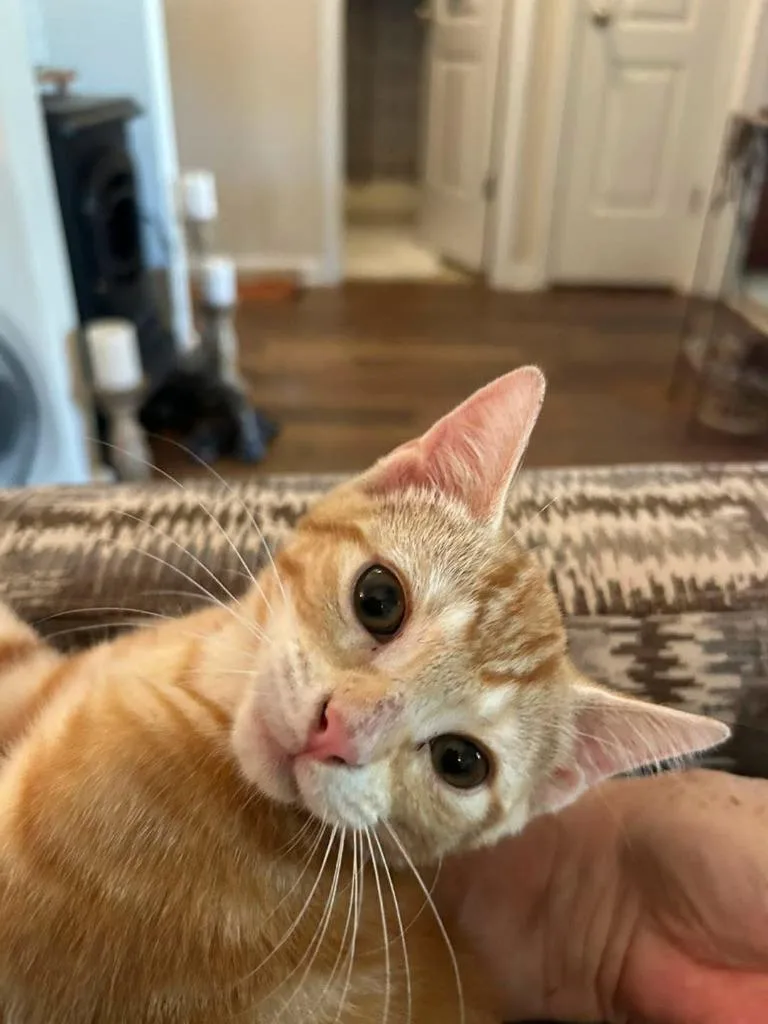 A baby medium-sized male Domestic Short Hair cat named Purrcy for adoption in Fort Mill, SC