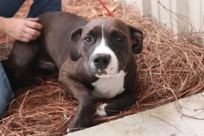 An adult large-sized male American Bulldog dog named Moga for adoption in Brunswick, GA