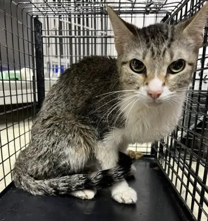 A young small-sized female Domestic Short Hair cat named Crystal for adoption in Killeen, TX