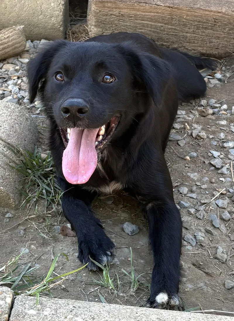 An adult large-sized female Border Collie dog named Expresso for adoption in Wetumpka, AL