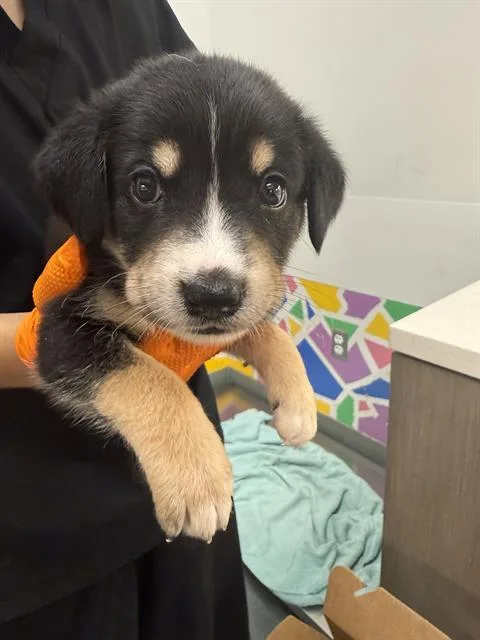 A baby small-sized male German Shepherd Dog dog named Nightcrawler for adoption in Baytown, TX