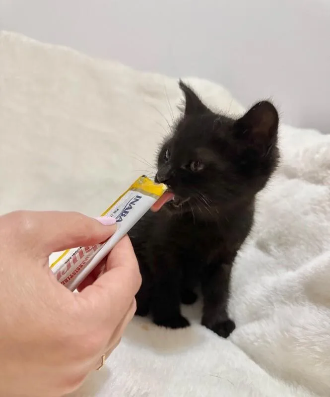 A young medium-sized female Black Domestic Short Hair cat named Gabriella for adoption in North Babylon, NY