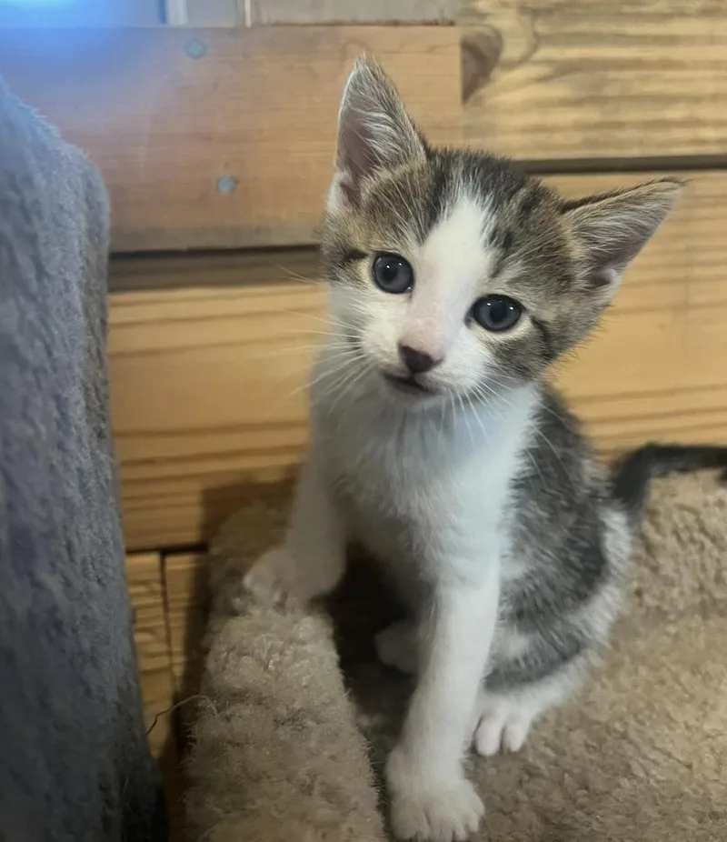 A baby medium-sized male Domestic Short Hair cat named George for adoption in St. Cloud, MN