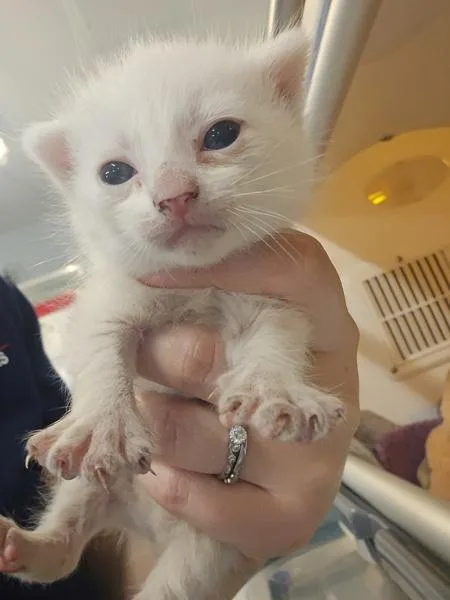 A baby small-sized male Domestic Short Hair cat named Dickory for adoption in Millersville, MD