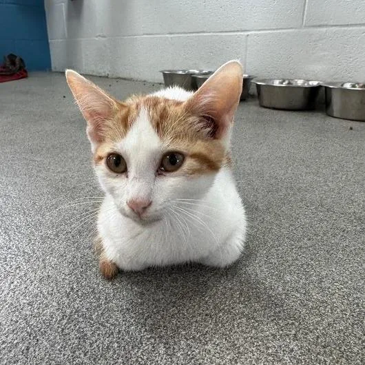 A baby small-sized male Orange / Red Domestic Short Hair cat named CompBeast for adoption in Carencro, LA