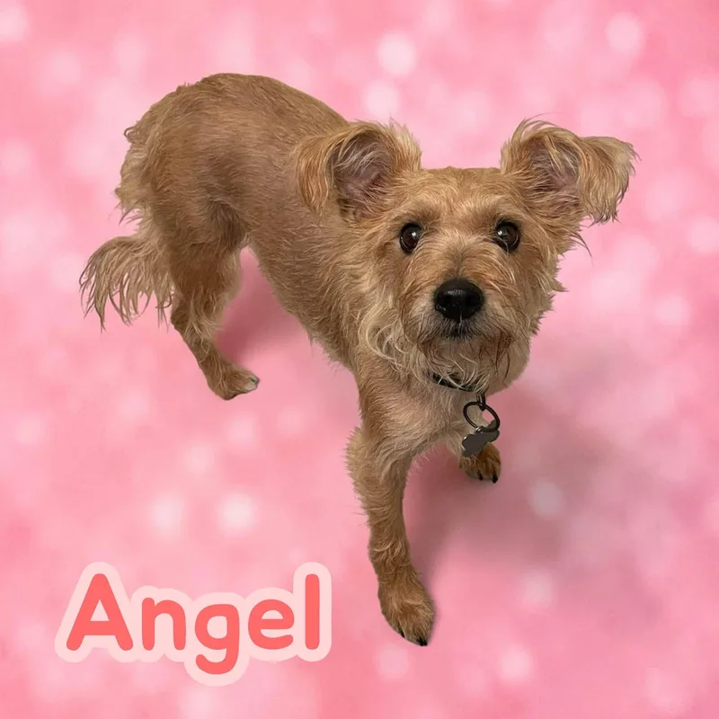 Angel fun