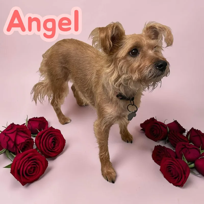 Angel  fun  thumbnail 2
