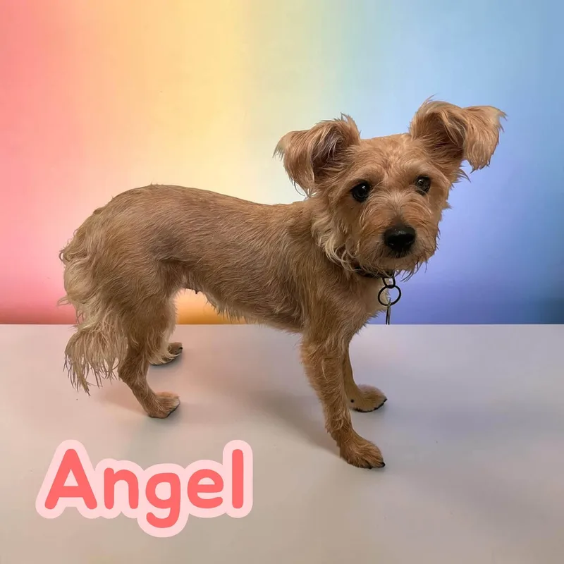 Angel  fun  thumbnail 3