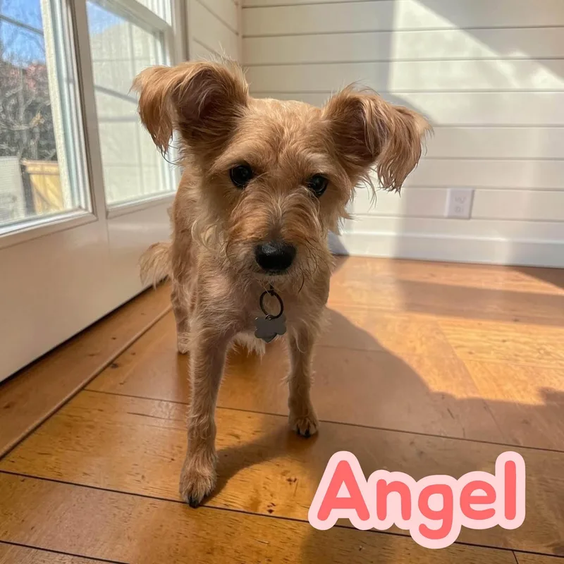 Angel  fun  thumbnail 4