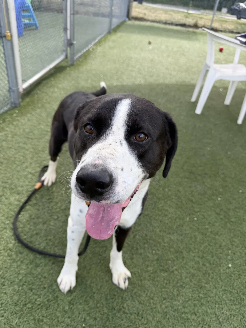 A young large-sized male Black Border Collie dog named Rising Star for adoption in Cleveland, OH