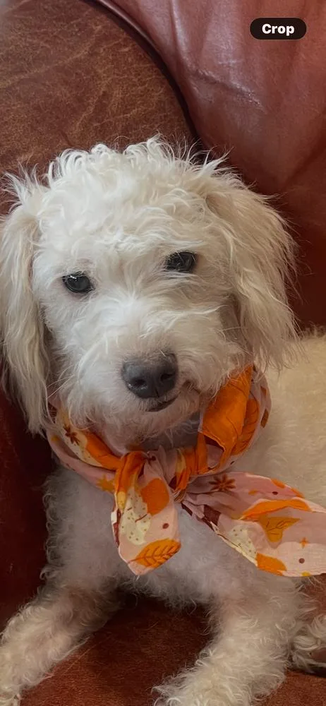A young small-sized male Poodle dog named Teddy Bear for adoption in New Braunfels, TX