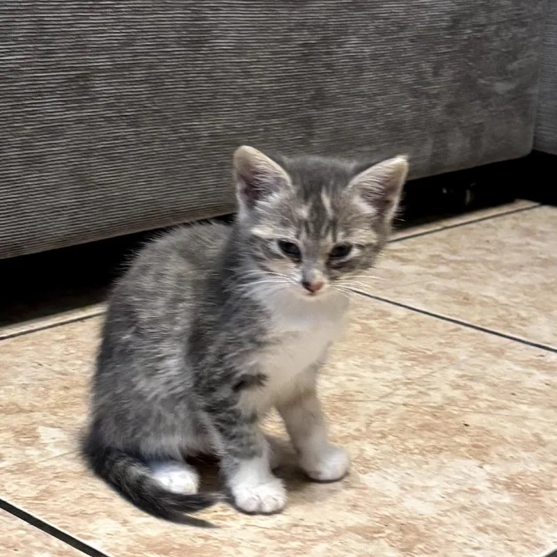 A baby small-sized female Gray / Blue / Silver Domestic Short Hair cat named Tuna for adoption in Pacific Palisades, CA
