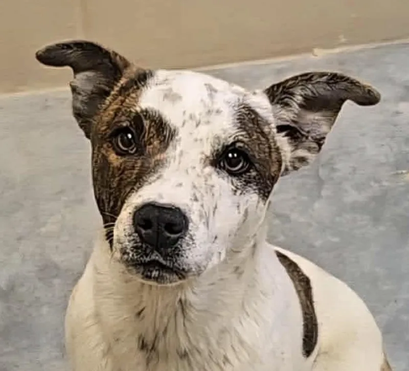 A young medium-sized female Yellow / Tan / Blond / Fawn Mixed Breed dog named Mia for adoption in Georgetown, KY