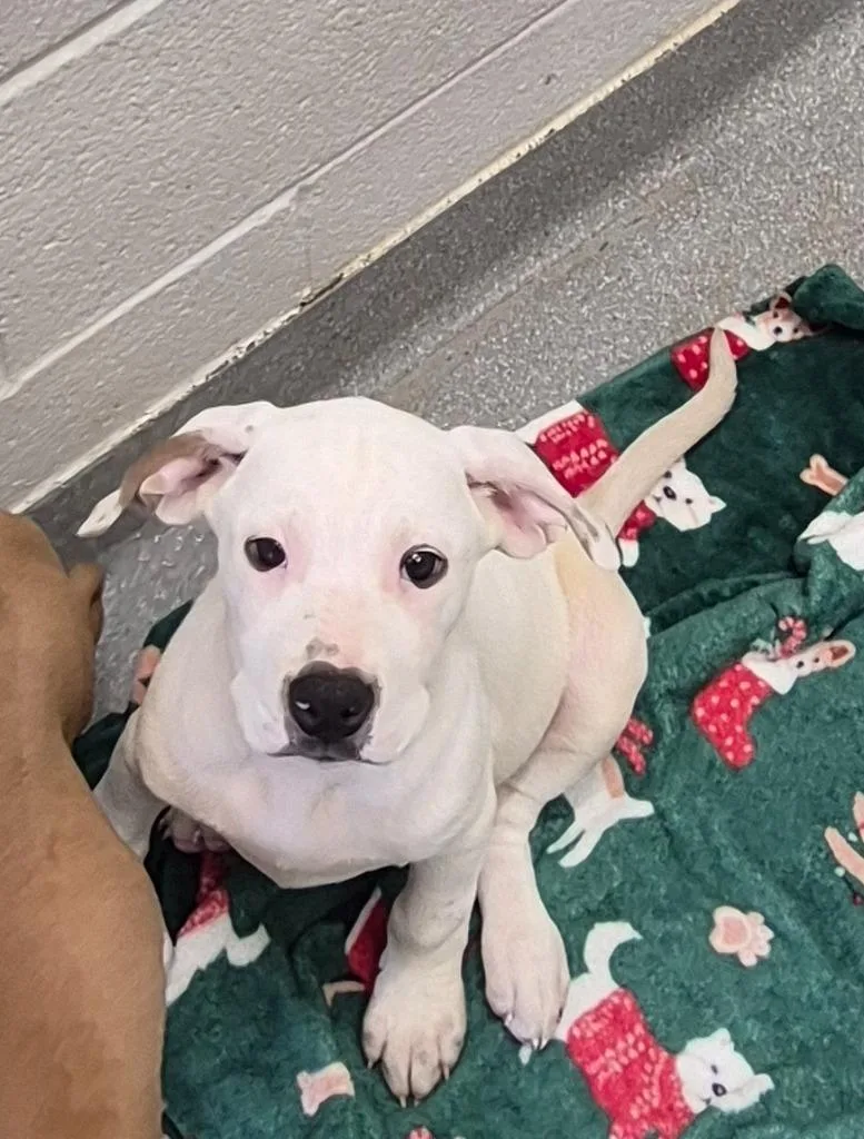 A baby medium-sized male Labrador Retriever dog named Hank “howly Jr.” Barkington for adoption in East Ridge, TN